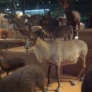 말코농장 이미지