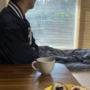 일출봉아로니아 이미지