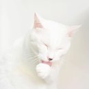 그루밍포유 이미지