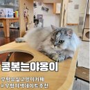 지에스25부평노블렌스점 | 부평 유일 고양이카페 콩볶는야옹이