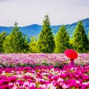 합천 핫들생태공원=전국에서 제일 예쁘다더니 진짜네요” 단 2주만 피는 6천 평 작약꽃밭 이미지