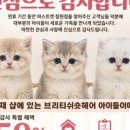 창원고양이분양 퍼스트캣 창원점 네이버블로그