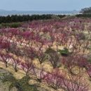 2025 섬 홍매화축제 이미지