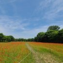 미사뚝방산책로 이미지