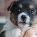 똥강아지 이미지