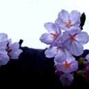 2019년 봄 벚꽃(쌍계사)및 산수유(지리산) 자율출사 안내 이미지