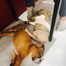 도그컴퍼니 이미지