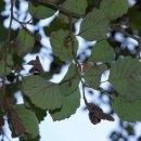 오리나무 이미지