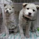 전이랑 순이랑 이미지