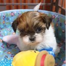 아롱이다롱이 이미지