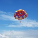 제주연안 연산호 군락지 이미지