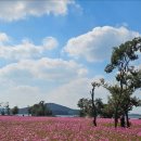 코스모스 이미지