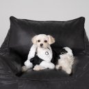 도안북로 | 대전 용계동 스튜디오 반려동물 사진관 ‘지엔스튜디오’ 강아지 프로필 촬영 후기