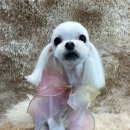 깔끔하개 이미지