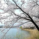 장안로1길 | 속초 벚꽃 명소 네비주소 그리고 숙박추천 장소