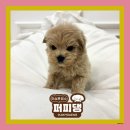 퍼피댕 강아지분양 안심분양소 광명점 말티푸 미니비숑 토이푸들 이미지