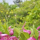 복주머니 이미지