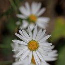 성주봉자연휴양림 야영장 이미지