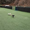 플레이하운드 | 영종도강아지동반펜션 플레이하운드 왕산해수욕장까지 다녀온 후기