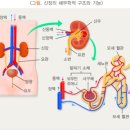 사구체 신염, IgA 신장병증, 용혈성 요독증후군, 방광염 이미지