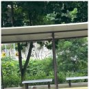 매지리엄나무집 네이버블로그
