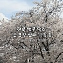 만경강 | 전북 벚꽃 명소 | 만경강 벚꽃길 익산 삼례 벚꽃 실시간 26.3.31 -4.1개화 정도