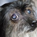 시니어 동물병원 이미지