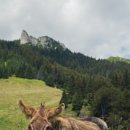 우화 목장 이미지