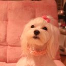 낼름&애견샵 이미지