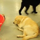 아이러브독도 이미지