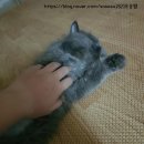 강영석동물병원 | 송쌤네~♡ 페르시안 냥이,레이의 중성화 수술 이야기