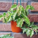 타이니젬 이미지