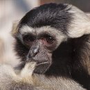 멸종위기종 보닛긴팔원숭이, 캄보디아 앙코르와트에 방사 이미지