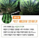 슈박 이미지