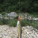 도원 제라1-1541호 | No. 8 영월 리버힐즈오토캠핑장