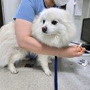 신림종합동물병원 | 신림 종합 동물병원, 우리 반려견의 안전한 선택! 🐾