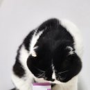 주식회사 펫프로젝트 이미지