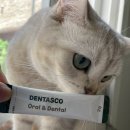 (주)타스코 | 고양이 구강영양제 '덴타스코(DENTASCO)' 급여 후기
