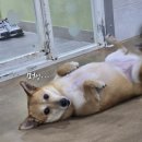 여우아이 Daum카페