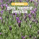 경기도 가볼만한곳 포천 허브 아일랜드 5월 라벤더축제 꽃구경 입장료