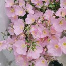 소리네팥죽 이미지