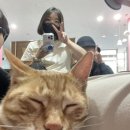 고양이 기숙사 이미지