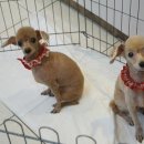 성내동물병원 이미지