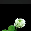 행복을사게 이미지