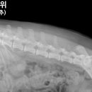 청라호수동물메디컬센터 이미지