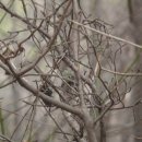초롱초등학교 앞 횡단보도 이미지
