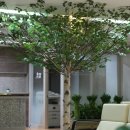 자작나무한의원 이미지