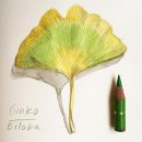 보태니컬 일러스트 이미지