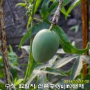 수정열매 이미지