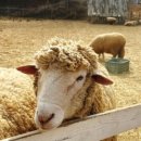 진선목장 이미지